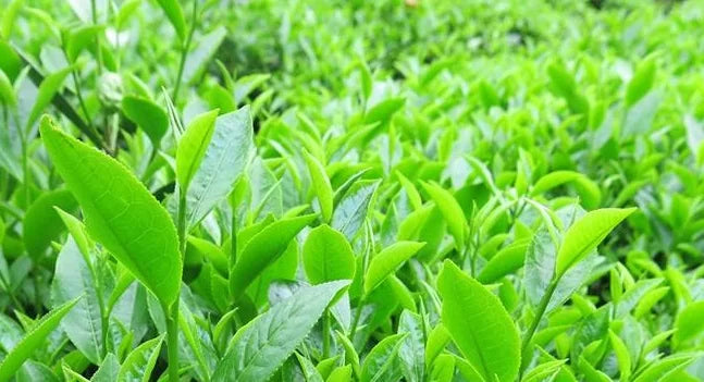 So sánh Chi Tiết 7 Điểm Khác Biệt Giữa Trà Nõn Tôm và Trà Đinh So sánh Chi Tiết 7 Điểm Khác Biệt Giữa Trà Nõn Tôm và Trà Đinh